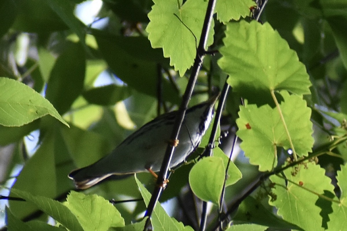 Blackpoll Warbler - ML619090592