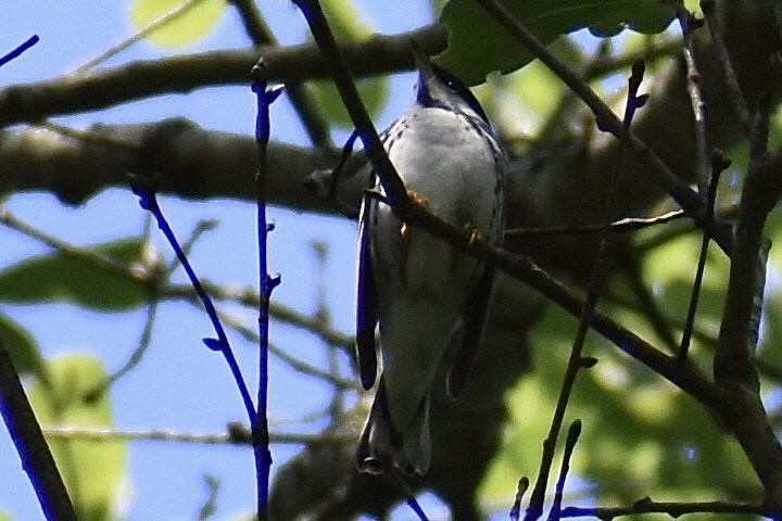 Blackpoll Warbler - Christian Feldt