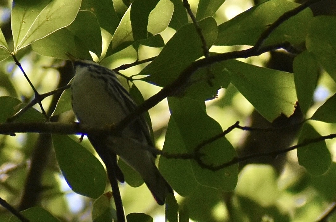 Streifenwaldsänger - ML619090595