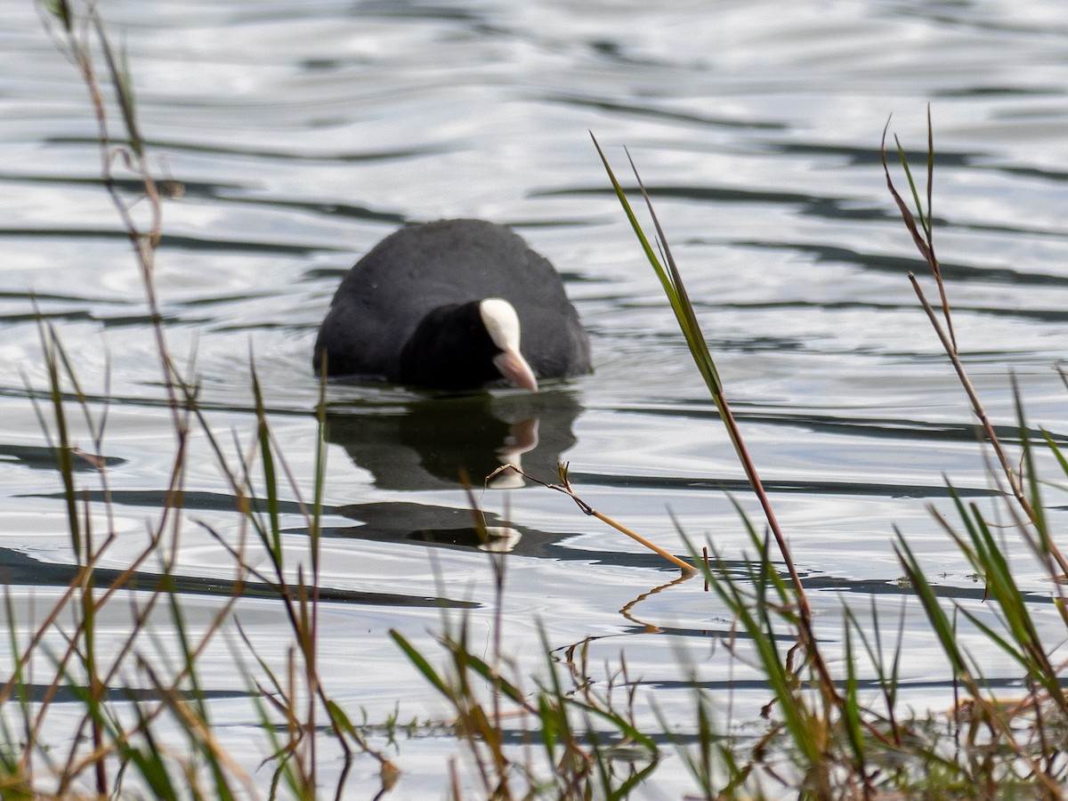 Eurasian Coot - ML619090596