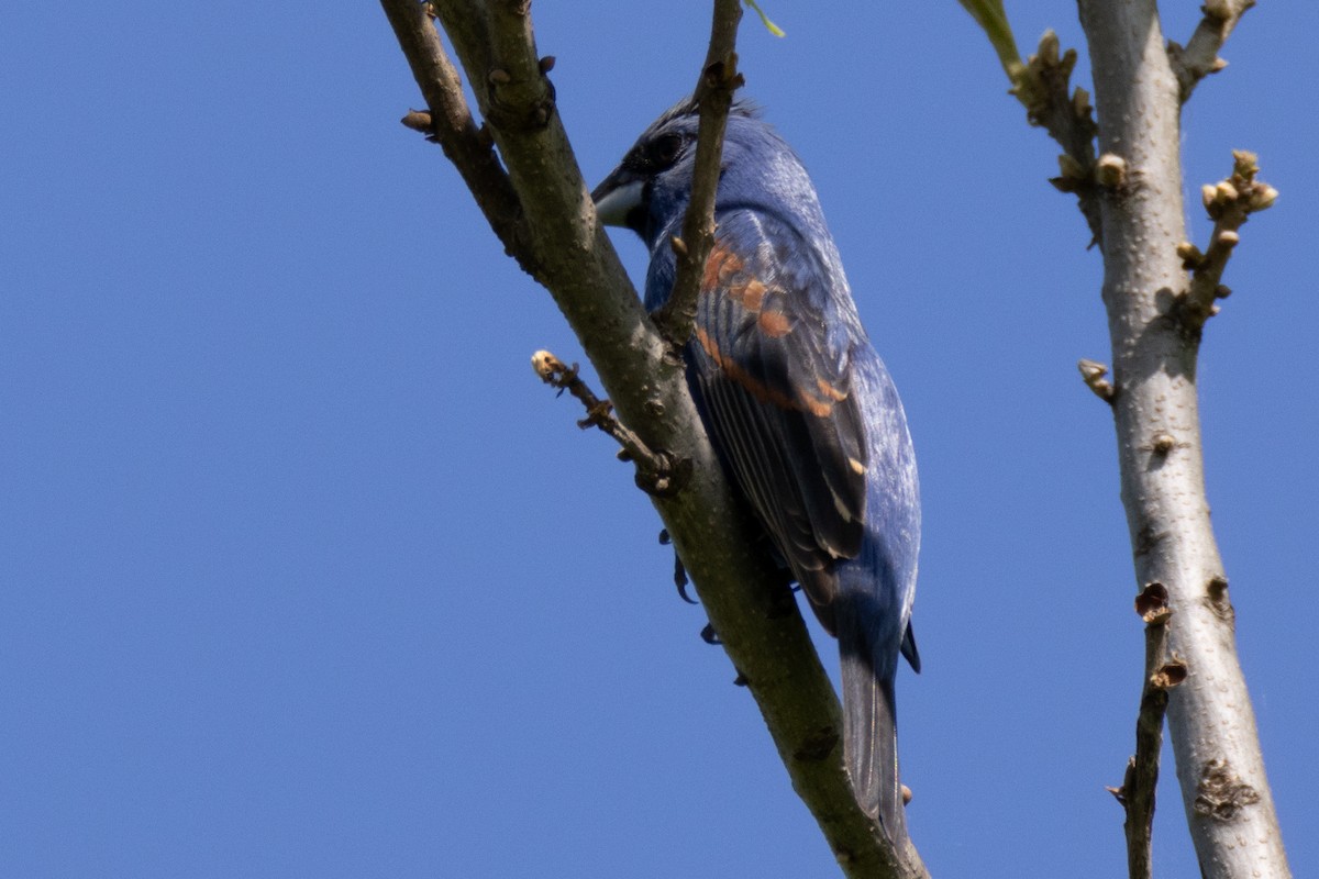 Blue Grosbeak - Steven Self