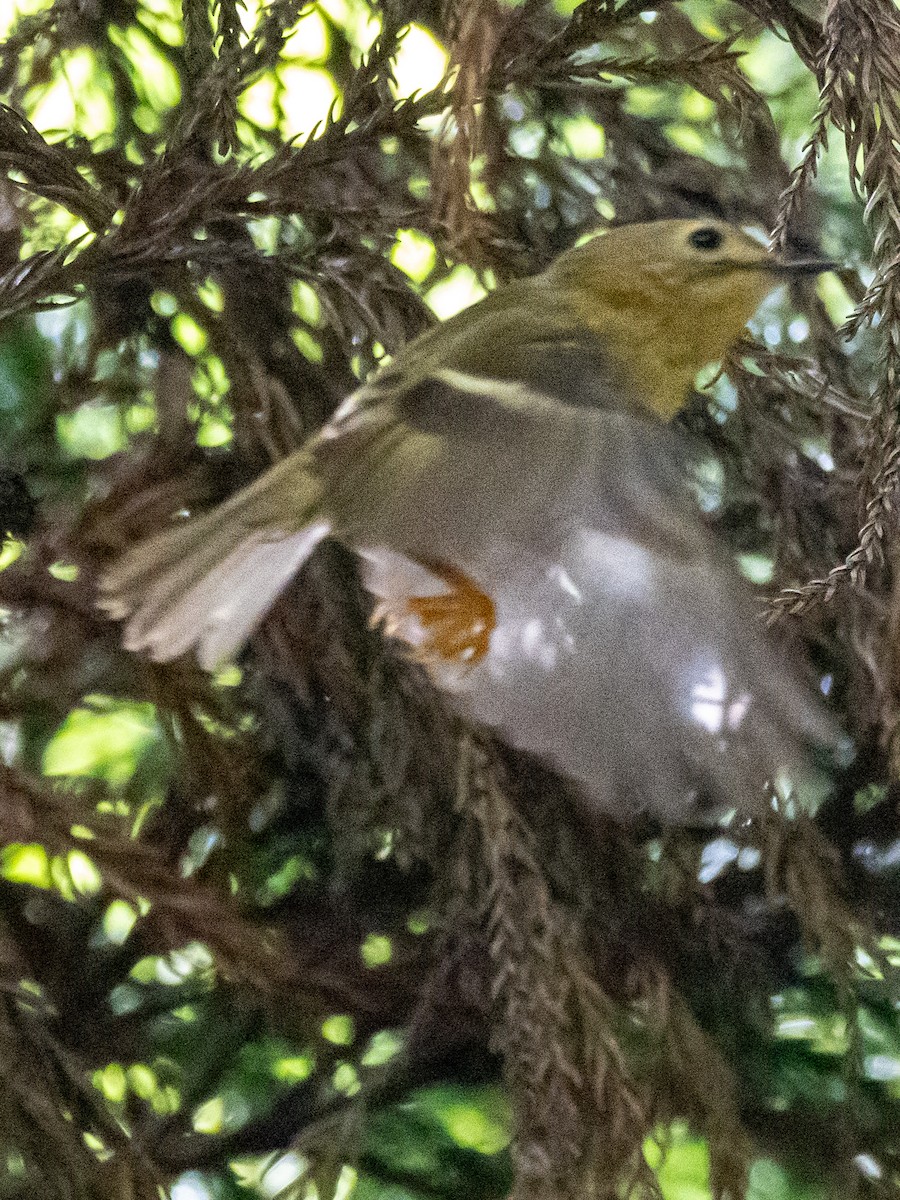 Goldcrest (Sao Miguel) - ML619090628