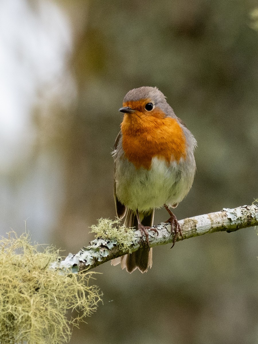 European Robin - ML619090641