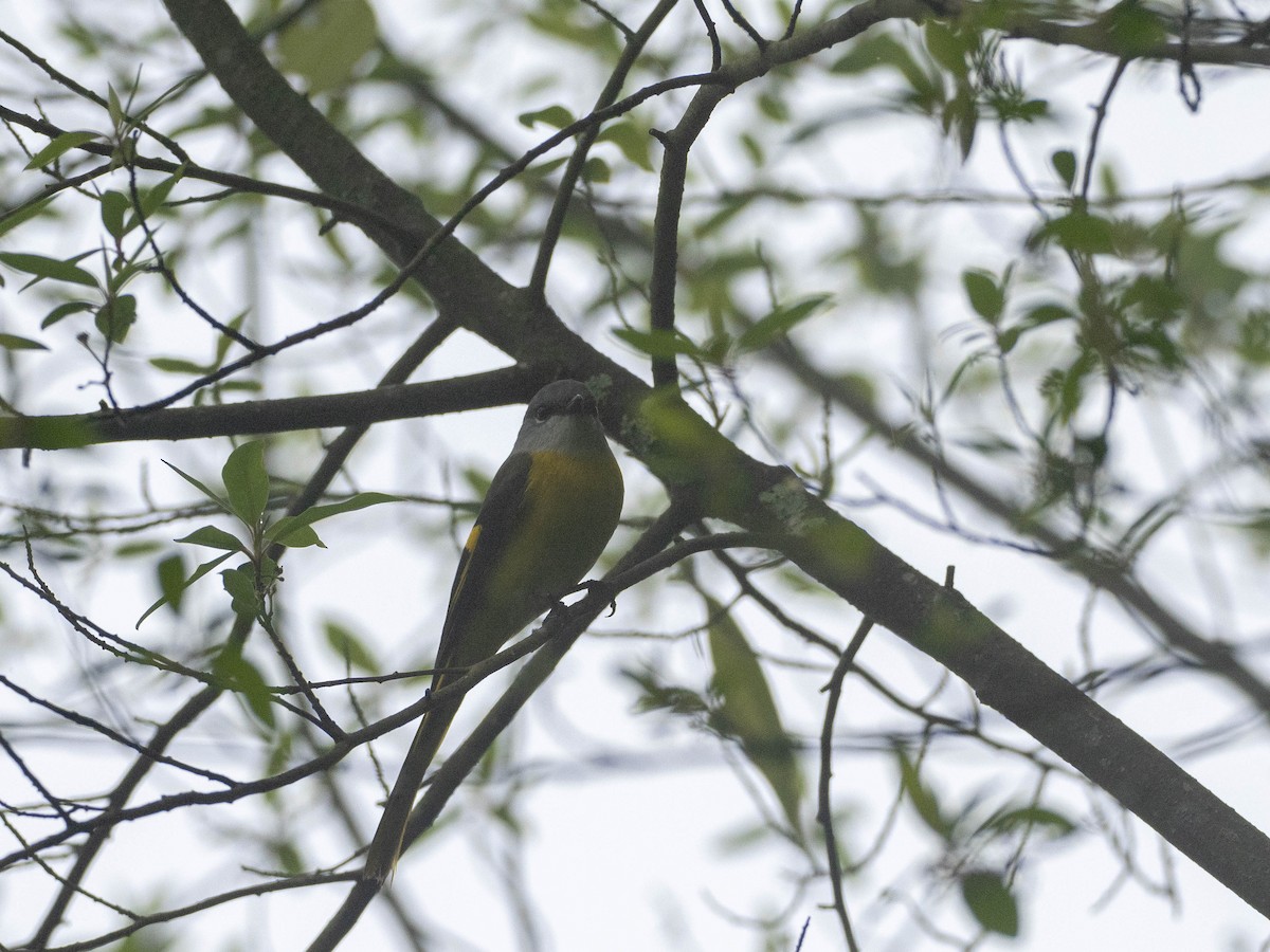 Gray-chinned Minivet - Rachael Kaiser