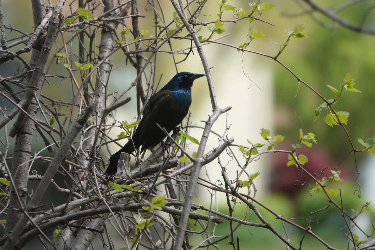 Common Grackle - Roger smith