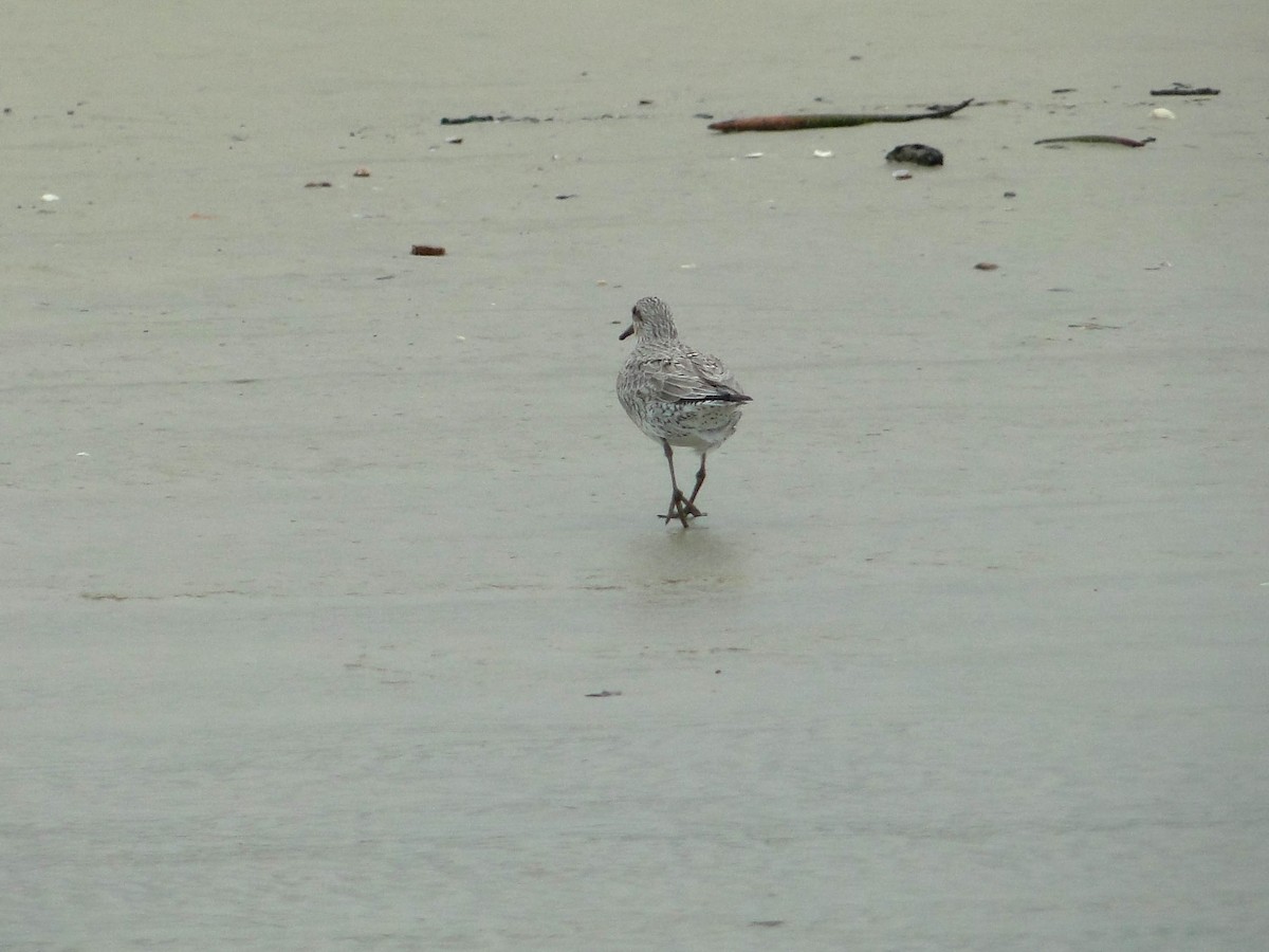 Red Knot - ML619090659