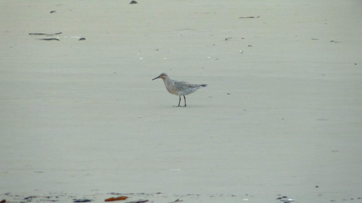 Red Knot - Felipe Henrique Santos