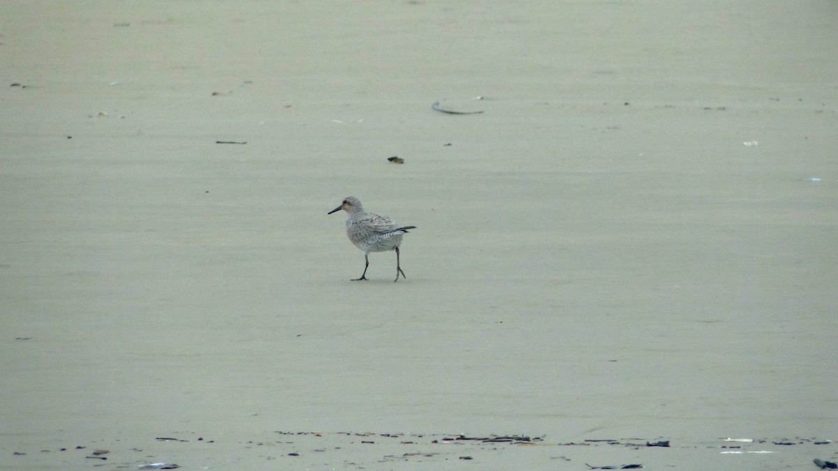 Red Knot - ML619090661