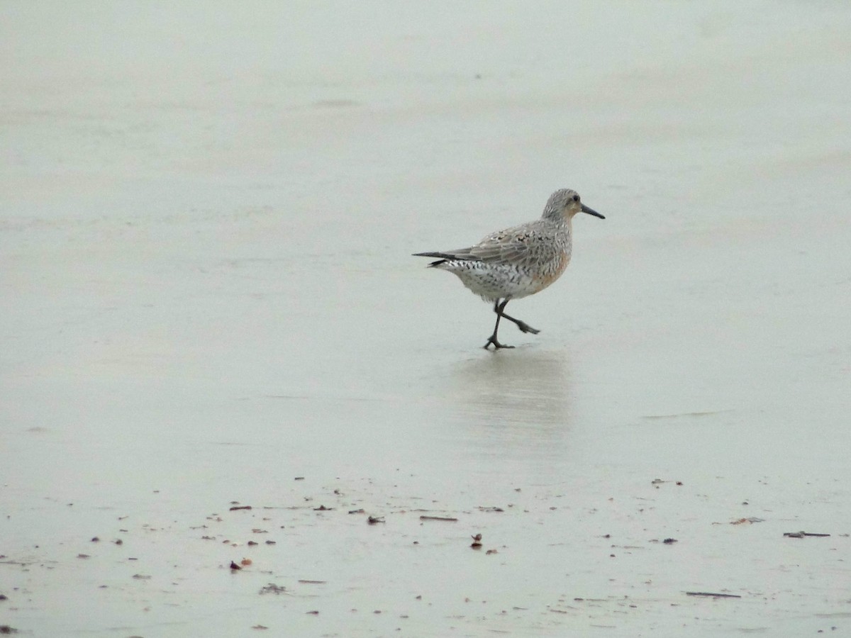 Red Knot - ML619090662