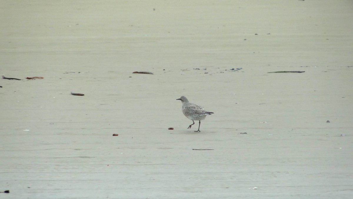 Red Knot - ML619090663