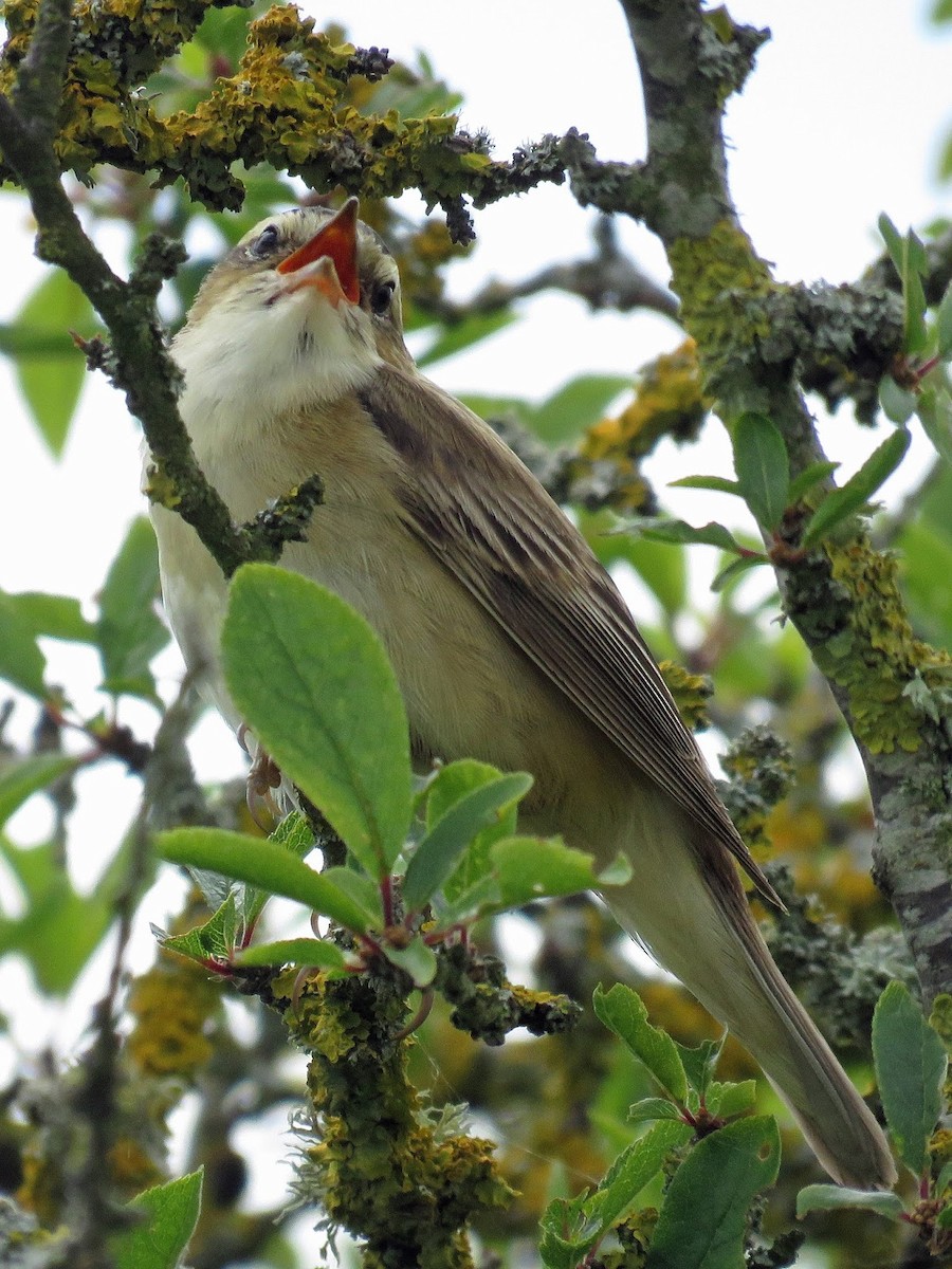 Sedge Warbler - David Campbell