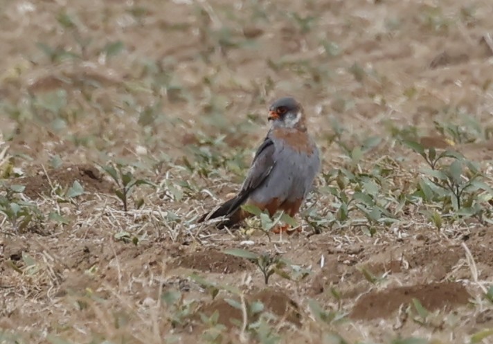 Red-footed Falcon - Nikos Mavris