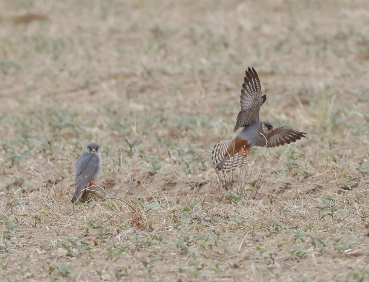 Red-footed Falcon - Nikos Mavris