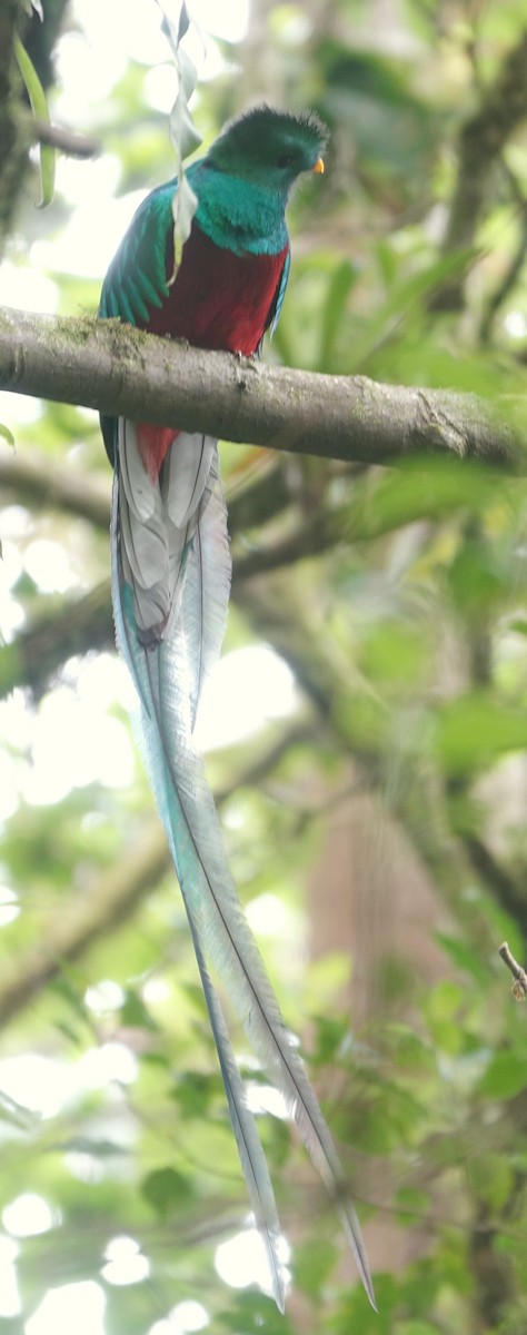 Quetzal - ML619090676