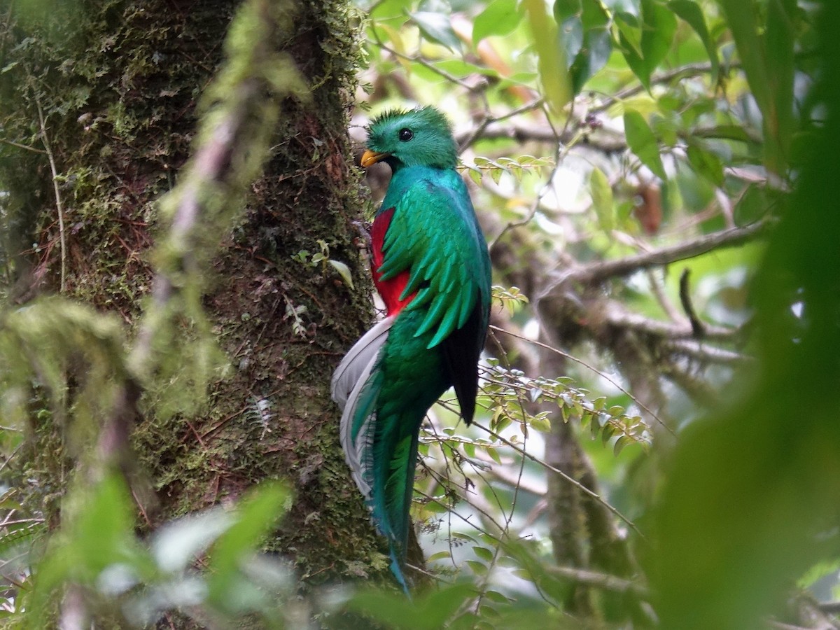 Quetzal Guatemalteco - ML619090677