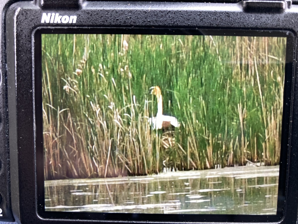 Trumpeter Swan - Tom Frankel