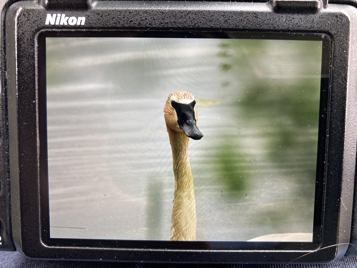 Trumpeter Swan - Tom Frankel