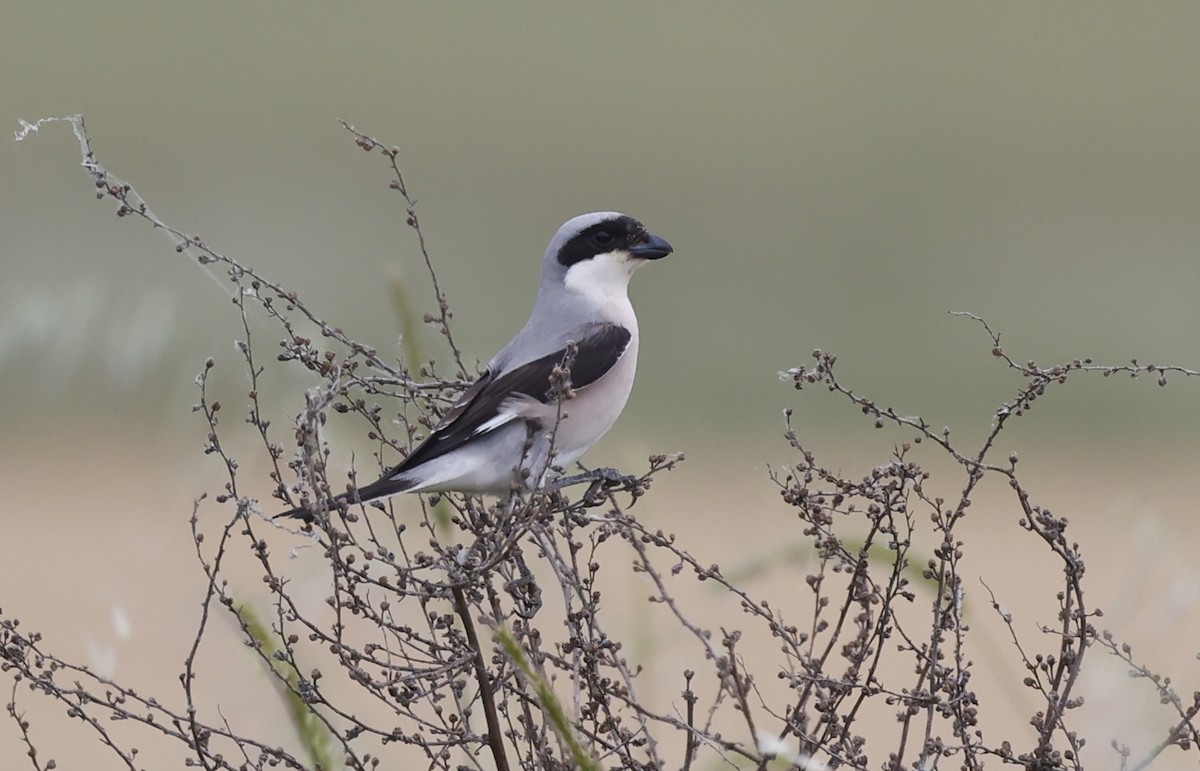 Lesser Gray Shrike - ML619090685