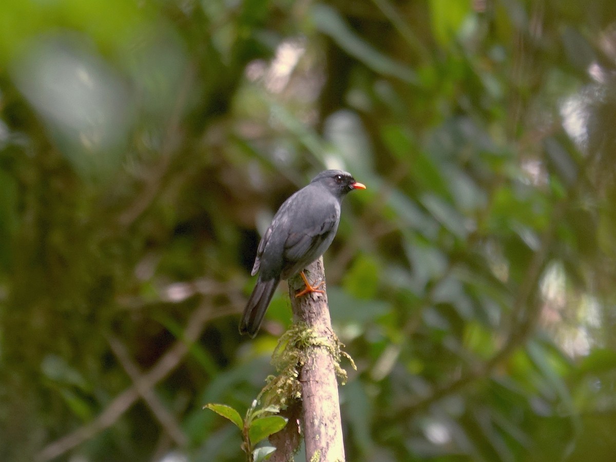 Black-faced Solitaire - Stéphane  Thomin