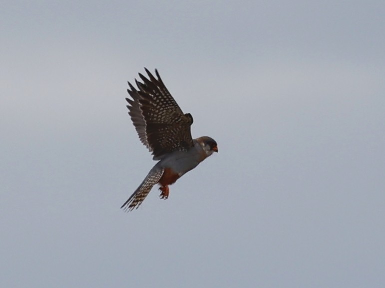 Red-footed Falcon - Nikos Mavris