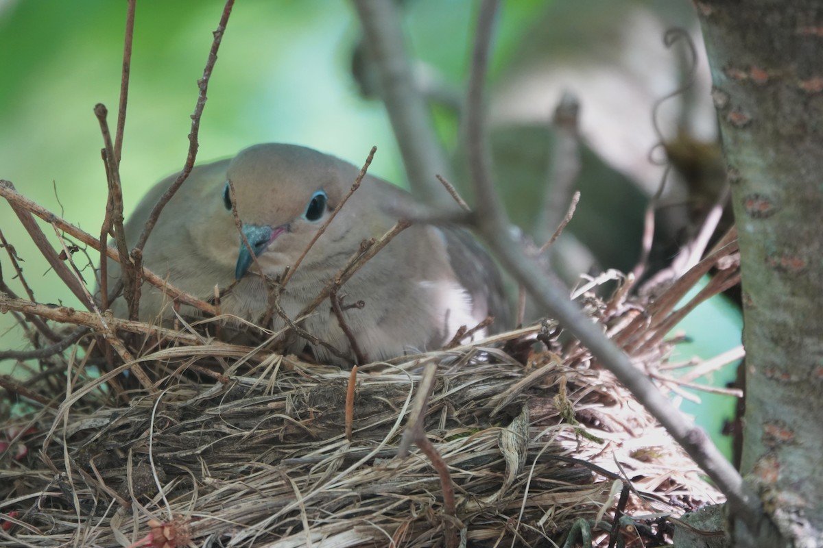 Mourning Dove - Roger smith