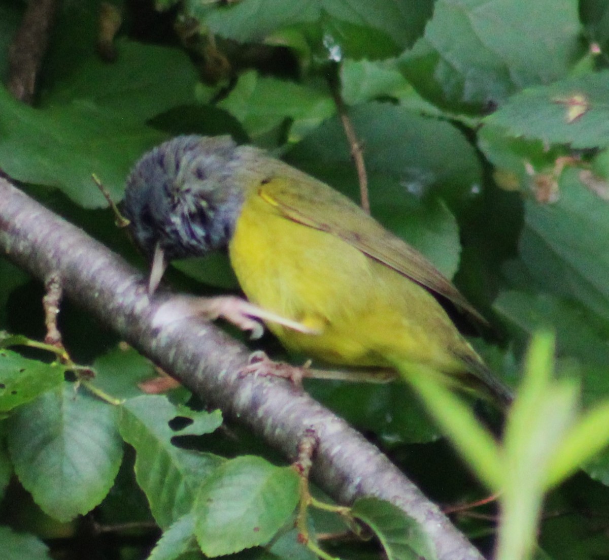 Mourning Warbler - ML619090697