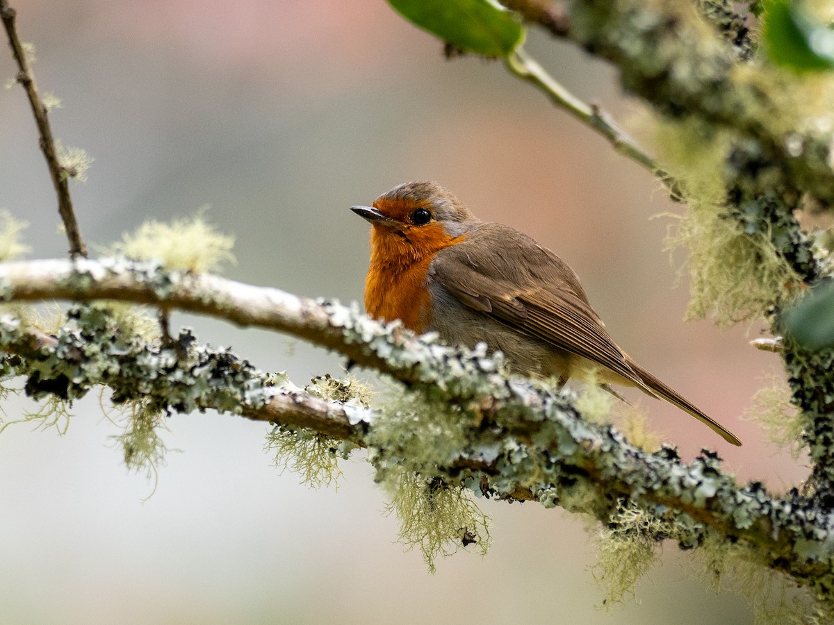 European Robin - ML619090707