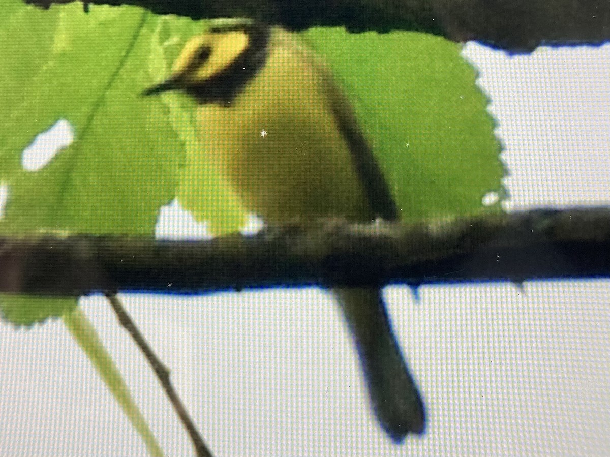 Hooded Warbler - Tom Frankel