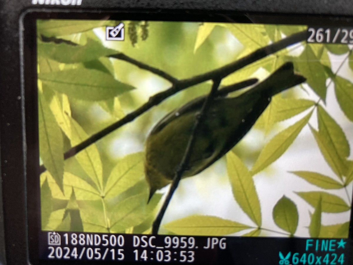 Pine Warbler - Tom Frankel