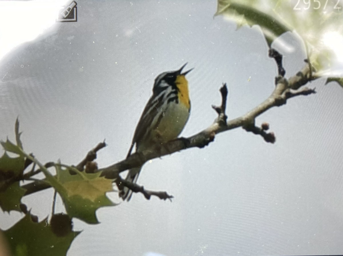 Yellow-throated Warbler - Tom Frankel