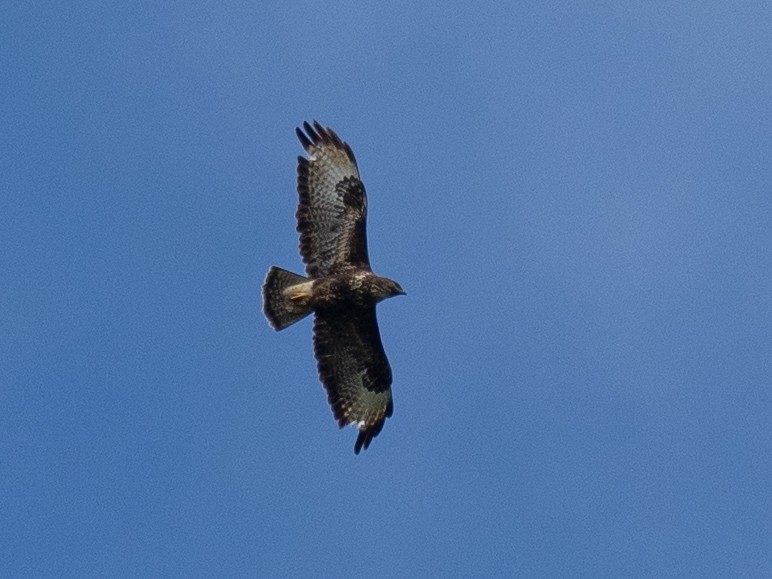 Common Buzzard - ML619090728