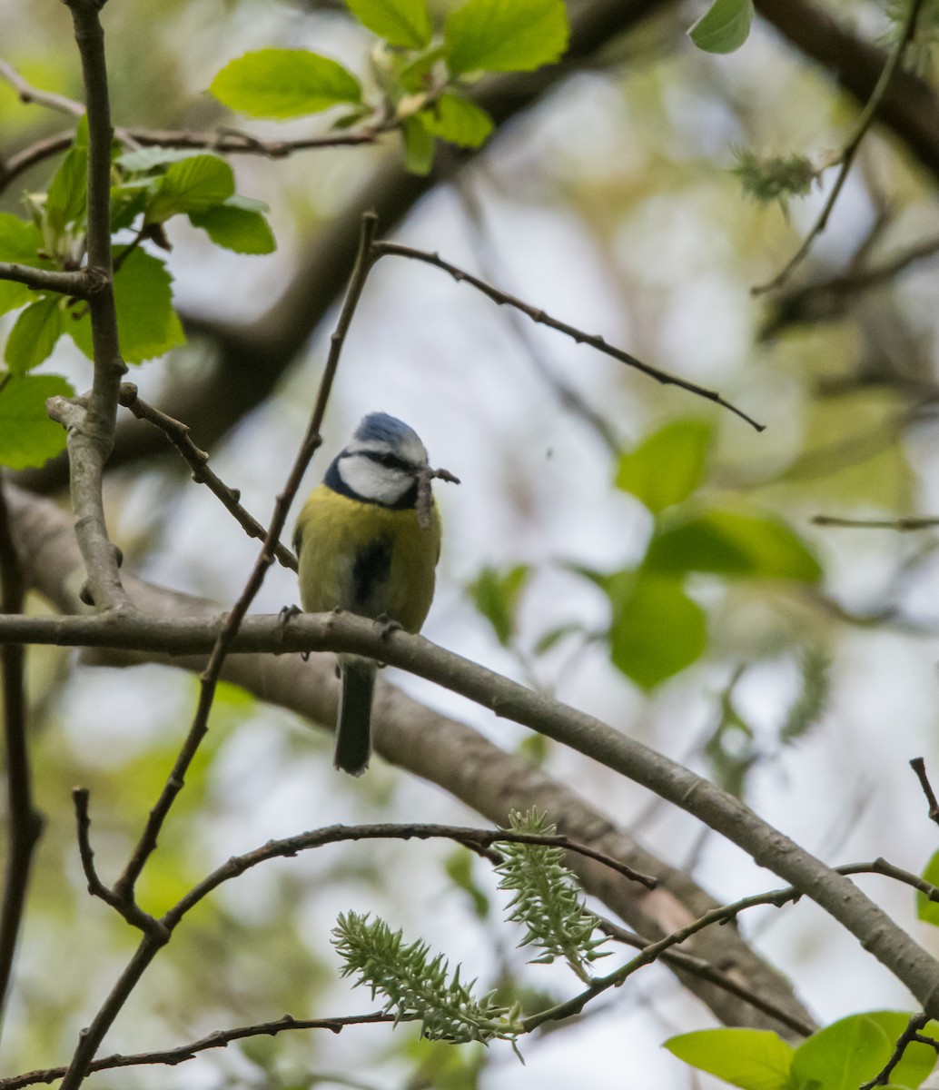 Eurasian Blue Tit - Svein Ole Mikalsen