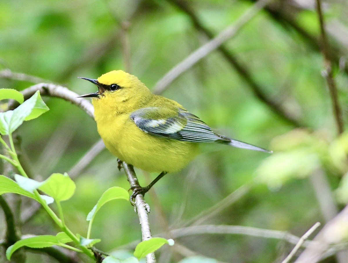 Blue-winged Warbler - Brian Miller