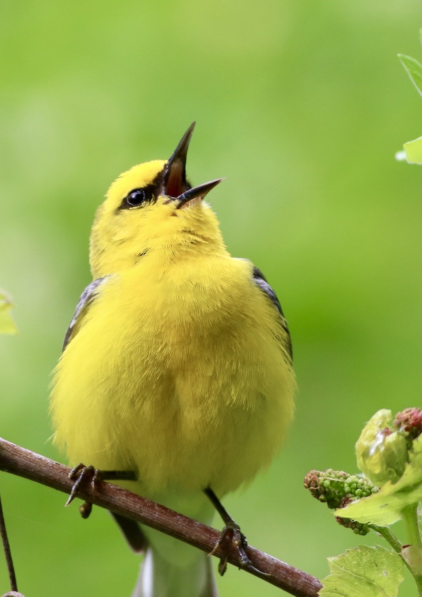 Blauflügel-Waldsänger - ML619090743