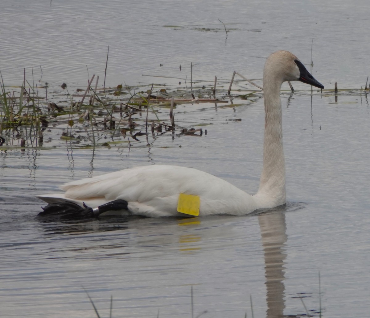 Trumpeter Swan - ML619090755