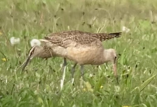 Marbled Godwit - Carey Bergman