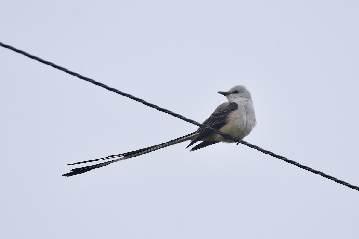 Scissor-tailed Flycatcher - Pete Monacell