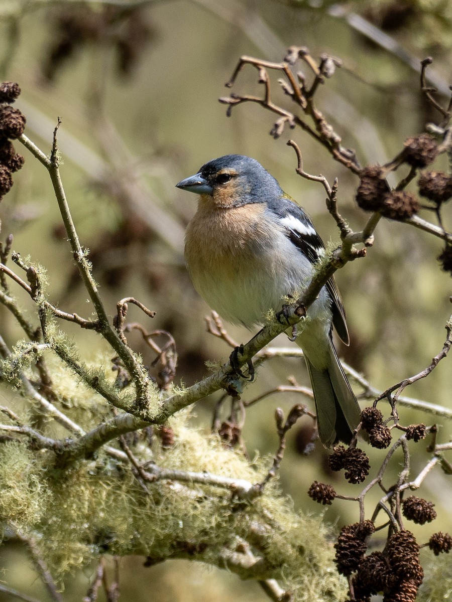Azores Chaffinch - Kevin McAuliffe