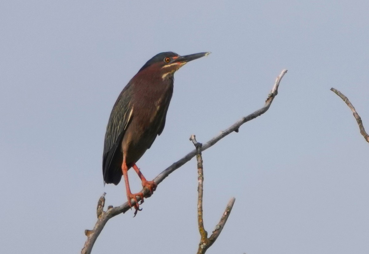 Green Heron - ML619090801