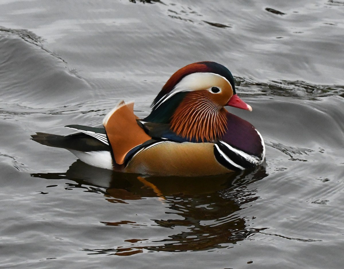 Mandarin Duck - ML619090805