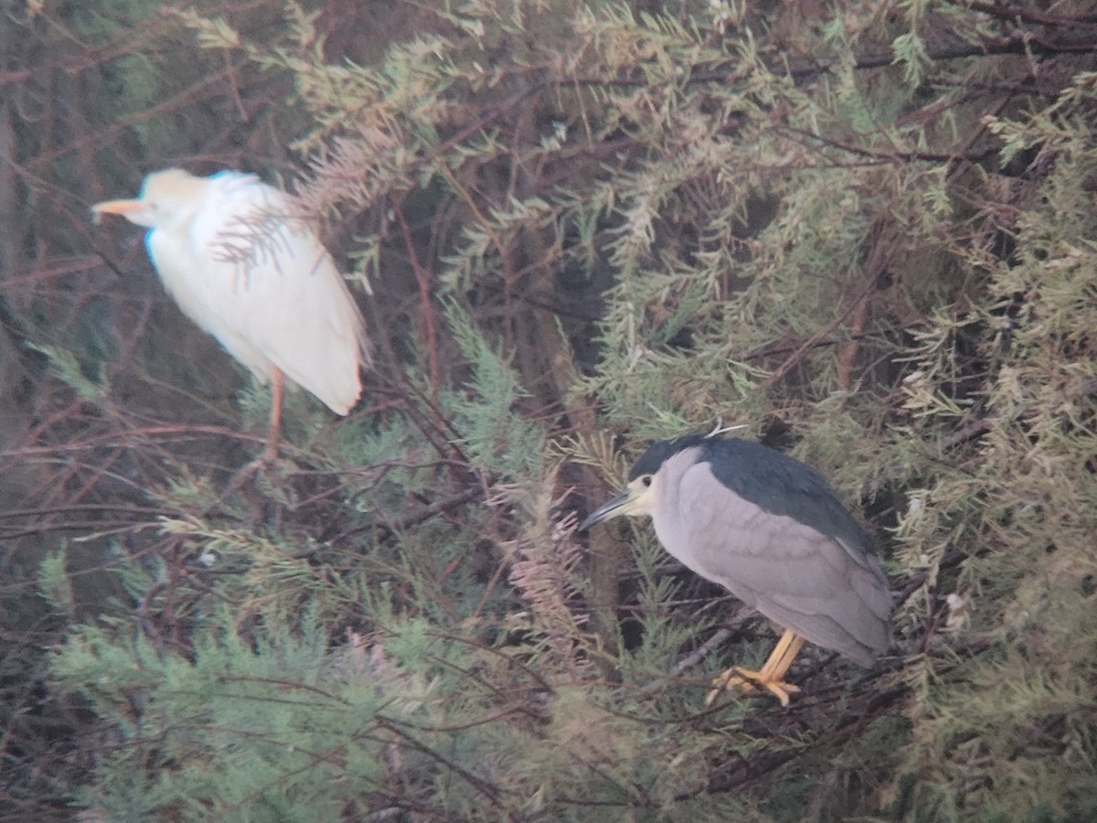 Black-crowned Night Heron - ML619090809