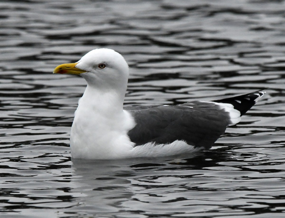 Lesser Black-backed Gull - A Emmerson