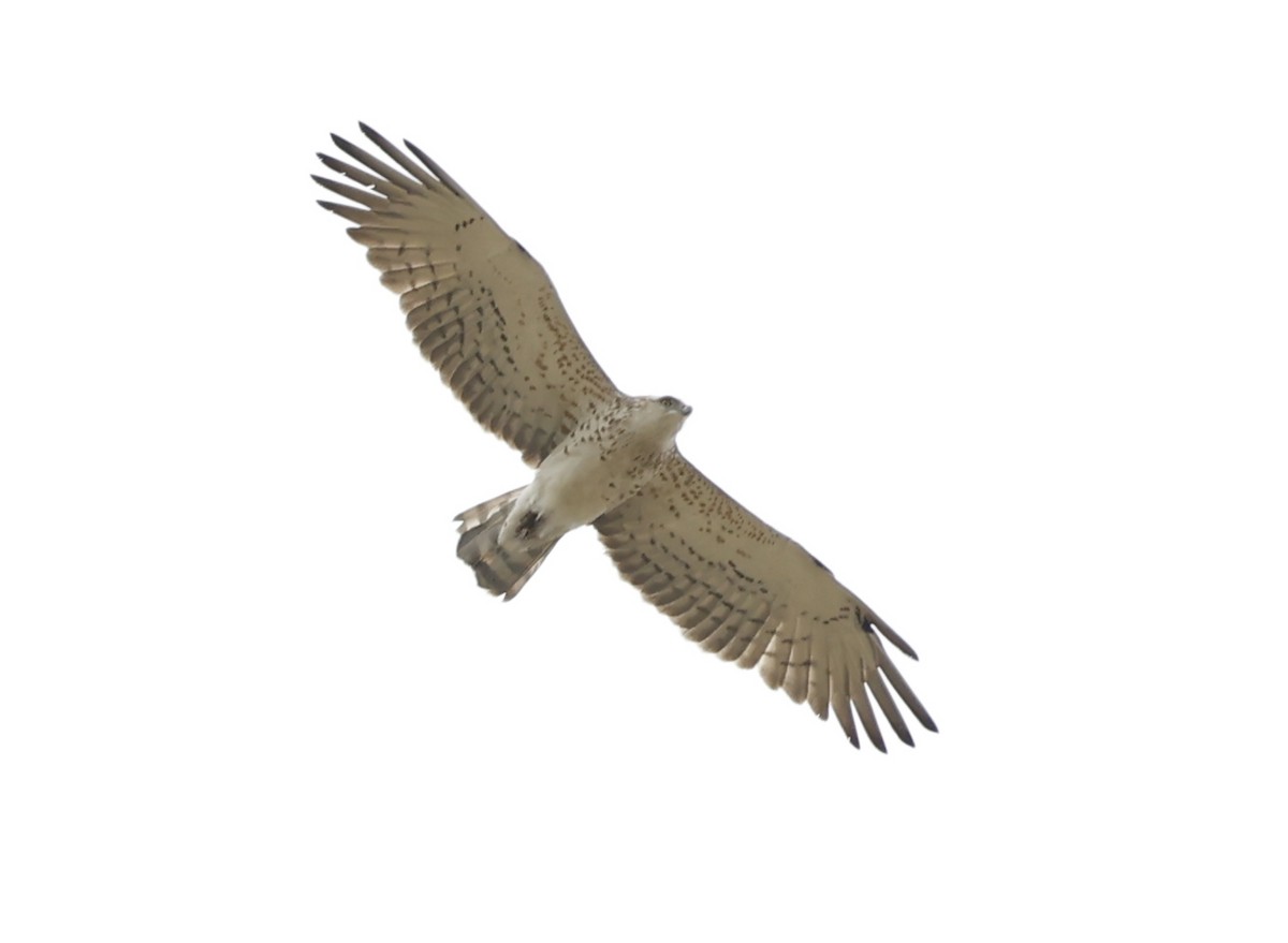 Short-toed Snake-Eagle - Nikos Mavris