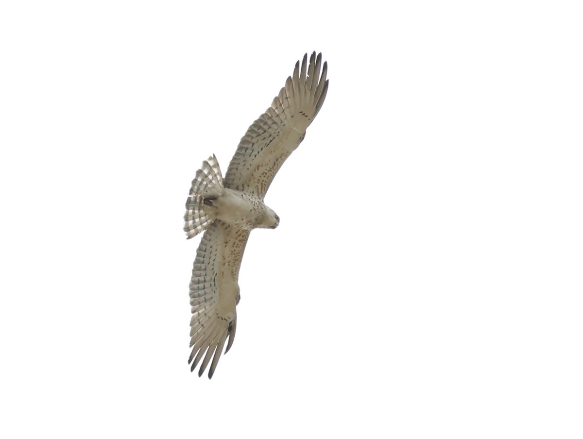 Short-toed Snake-Eagle - Nikos Mavris