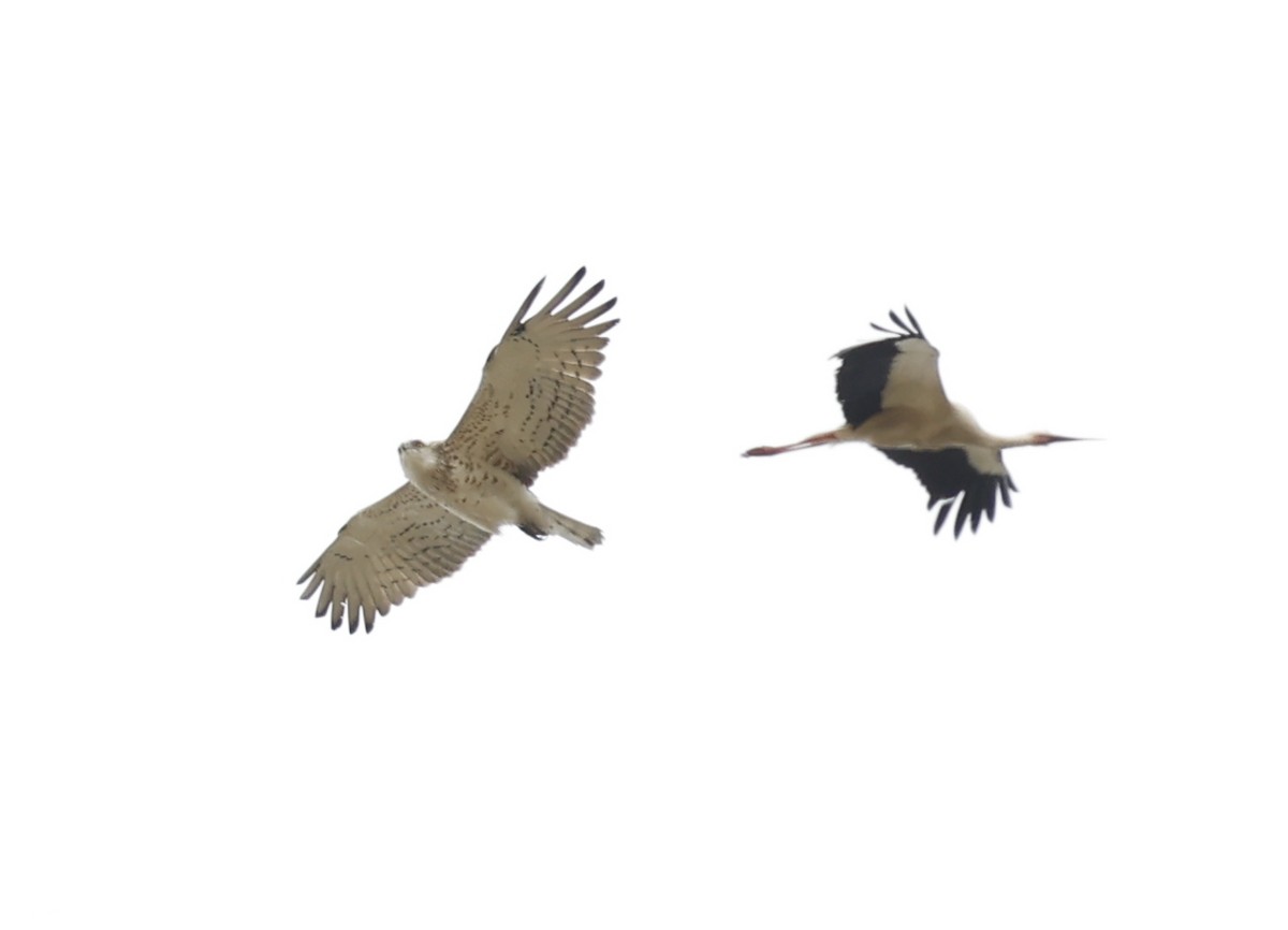 Short-toed Snake-Eagle - Nikos Mavris