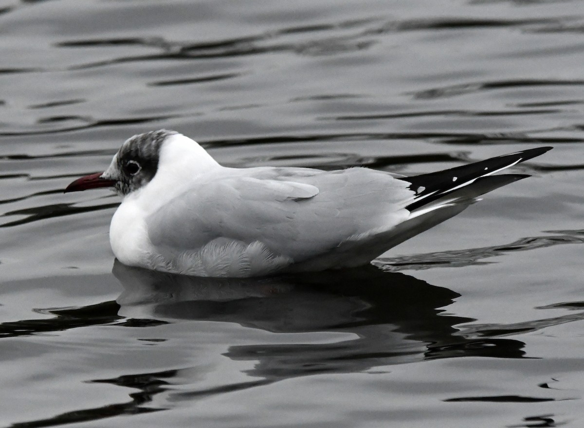Mouette rieuse - ML619090818
