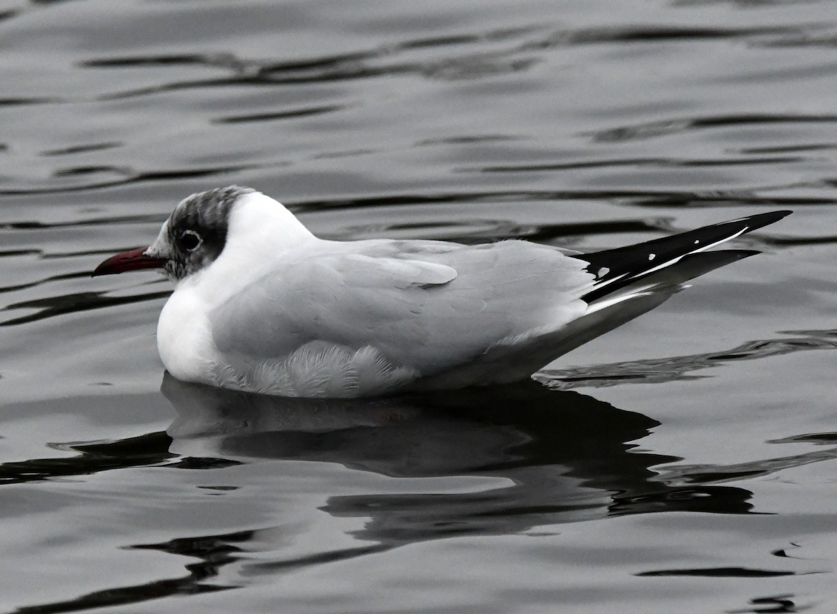 Gaviota Reidora - ML619090818