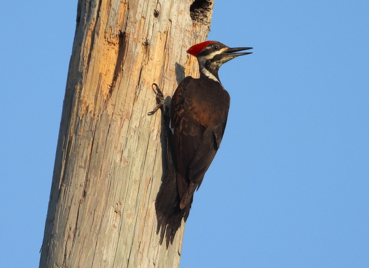 Pileated Woodpecker - Matt Kelly