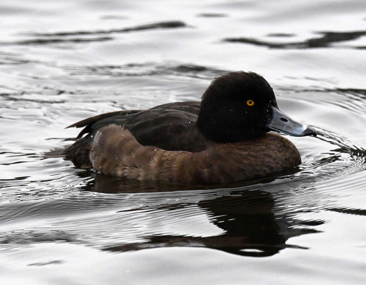 鳳頭潛鴨 - ML619090828