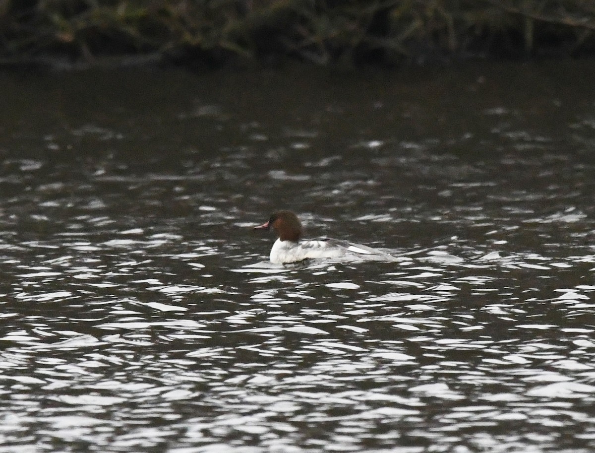 Gänsesäger (merganser/orientalis) - ML619090838